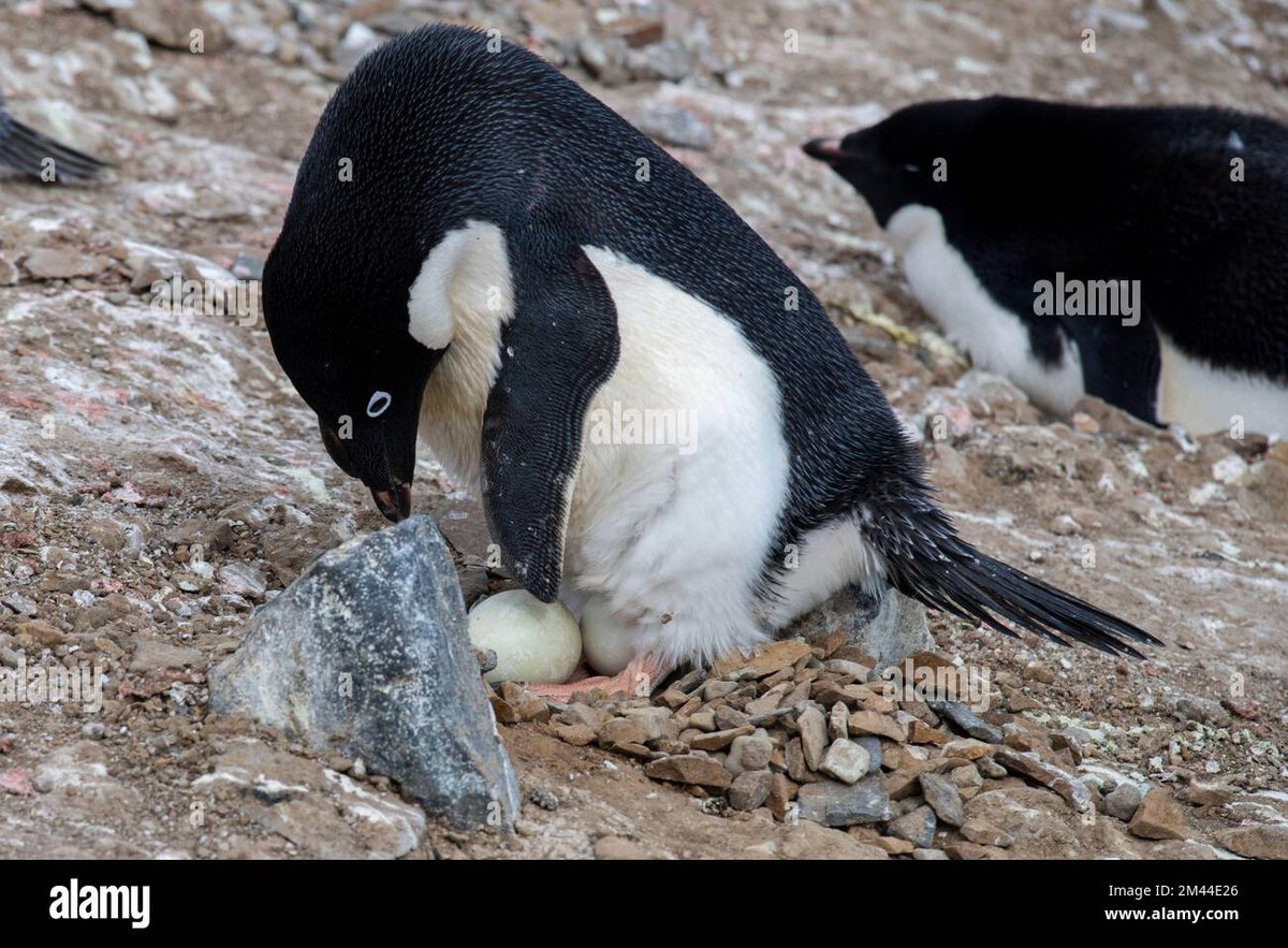 Advanced Configurations for Penguins Eggs ISOs Build Your Custom Linux