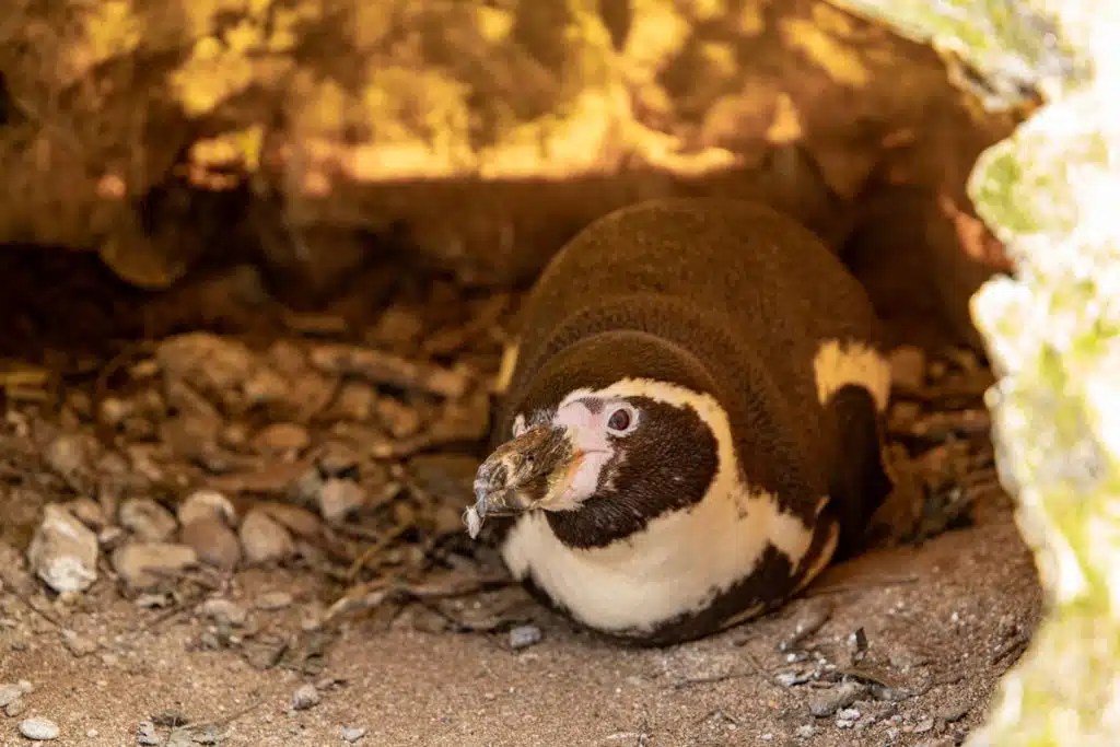 Understanding Penguin Eggs Reveals Their Features and Survival Strategies